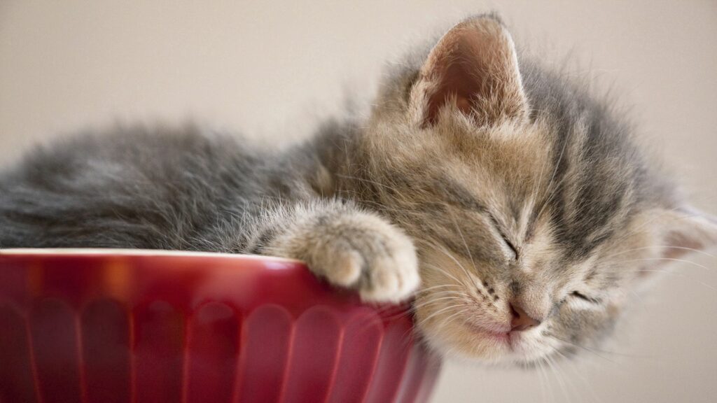 Adorable Kitten Sleeping on Red Bowl - Cute Furry Wallpaper