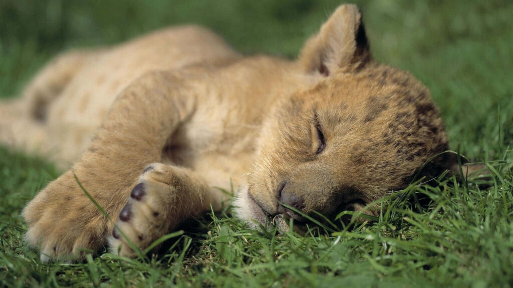 Sleeping Lion Cub Wallpaper: Serene & Adorable Nature Background