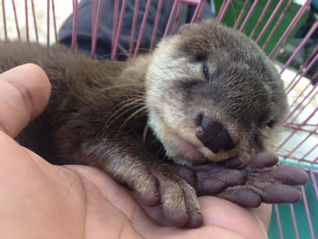 Adorable Otter Sleeping on Palm - Heartwarming Wallpaper Background
