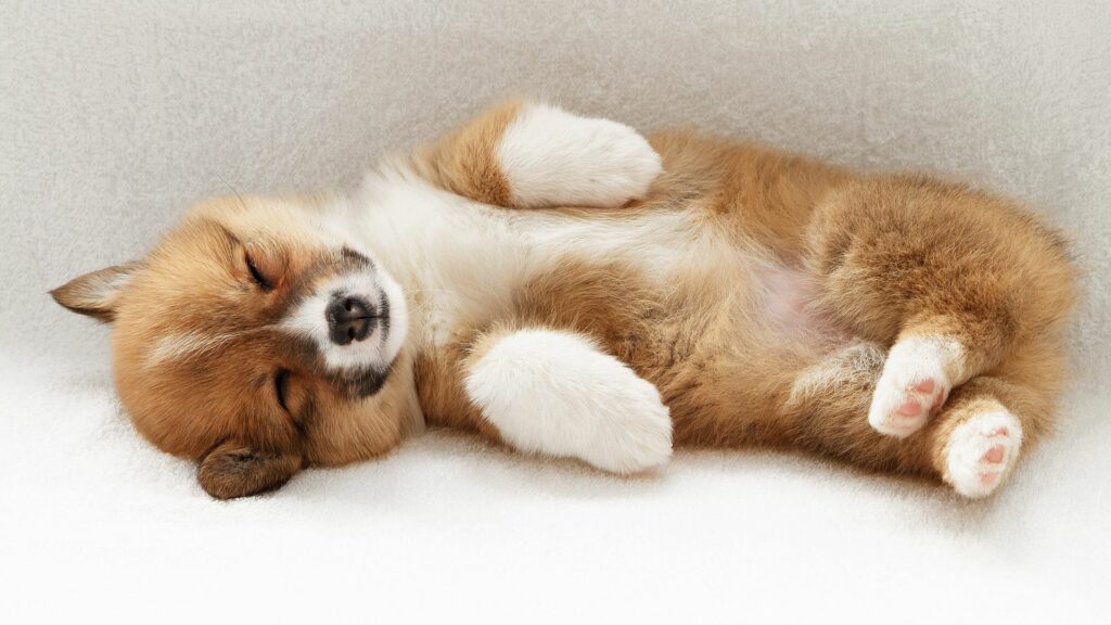 Tranquil Sleeping Puppy Wallpaper: Cute & Fluffy Background