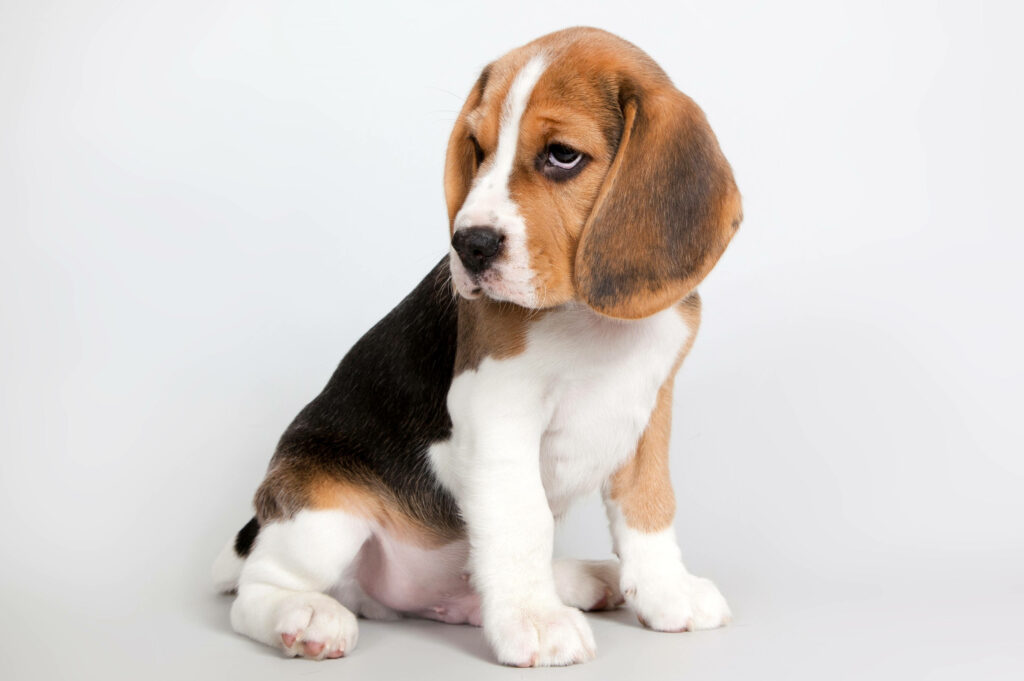 Adorable Sleepy Beagle Wallpaper: Floppy Ears & Droopy Eyes