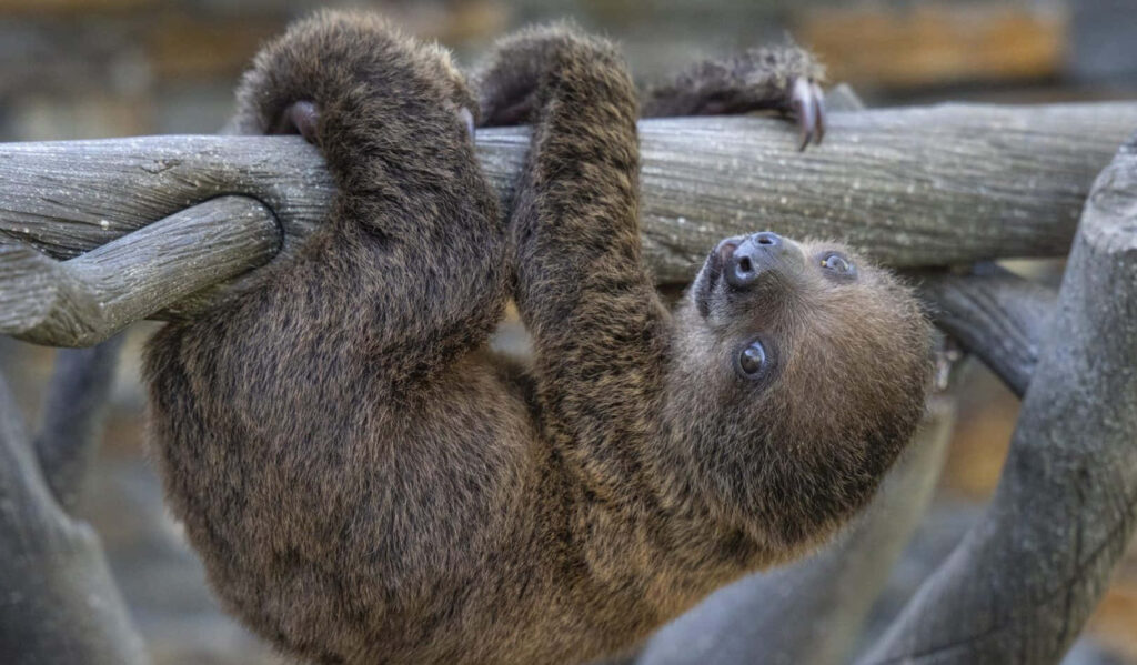 Adorable Sloth Clinging to Branch: Charming Close-Up and Relaxed Nature Wallpaper