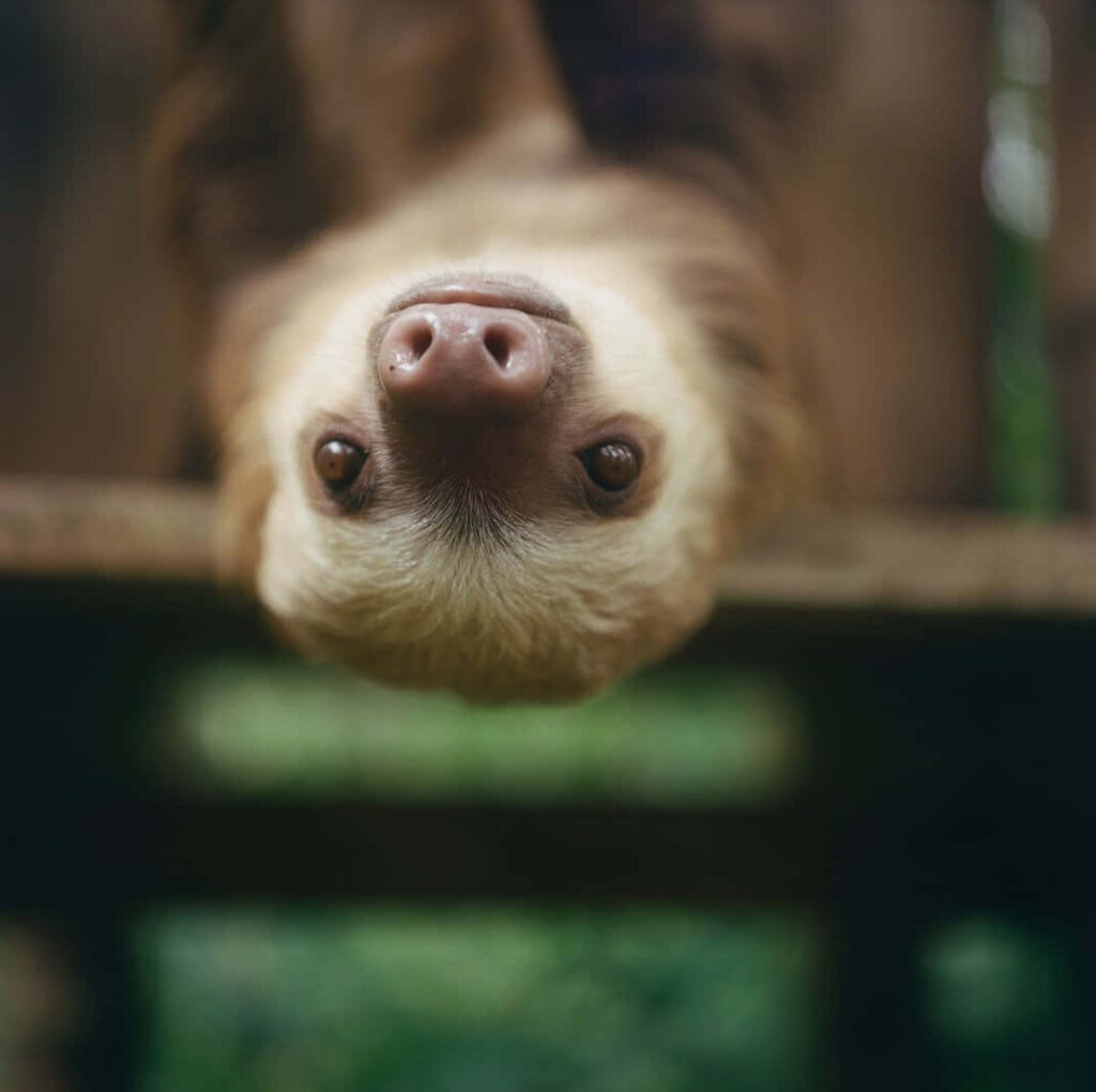 “Adorable Sloth Hanging Upside Down: Charming Wallpaper Background”
