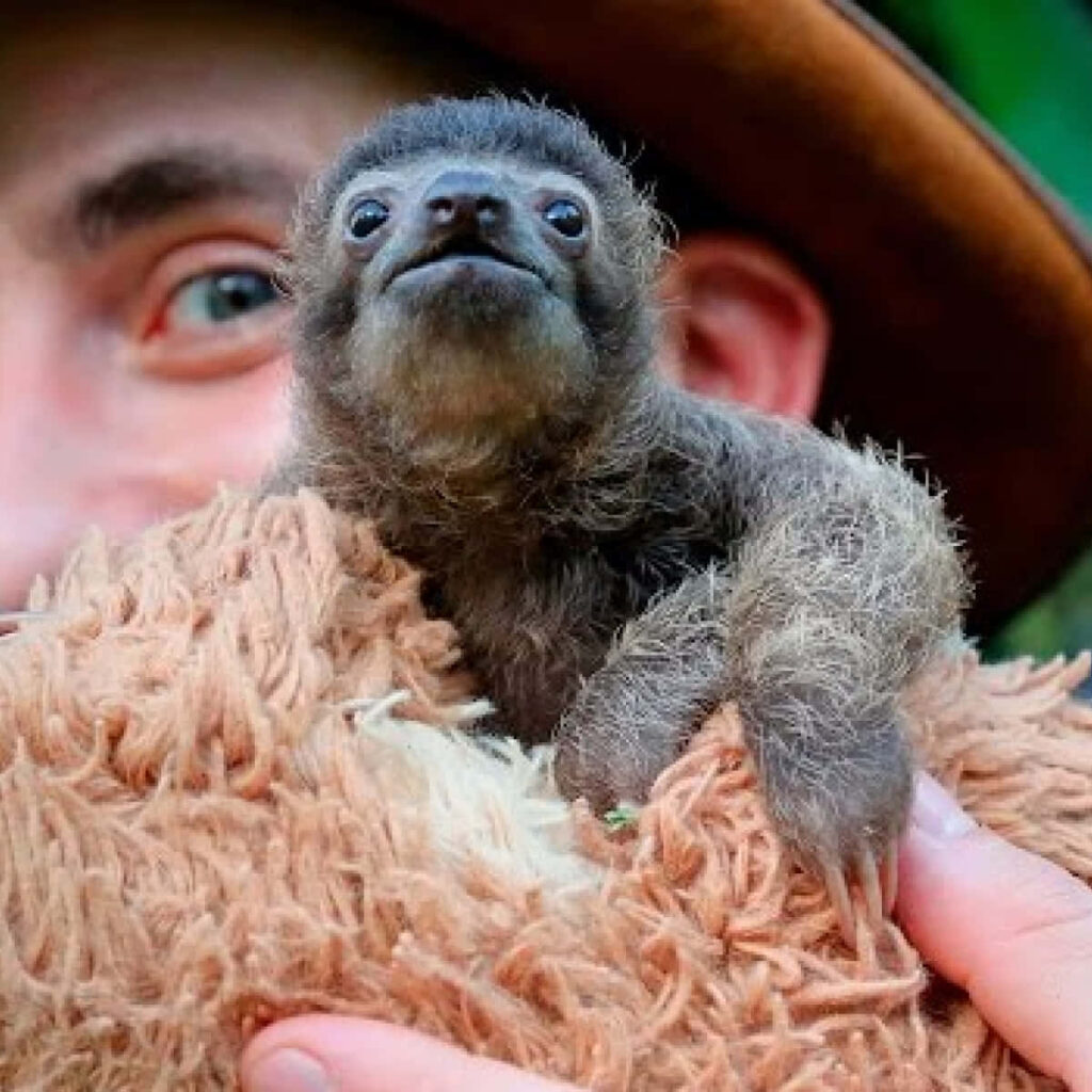 Charming Sloth Wallpaper: Cute Plush Toy Background for Your Screen