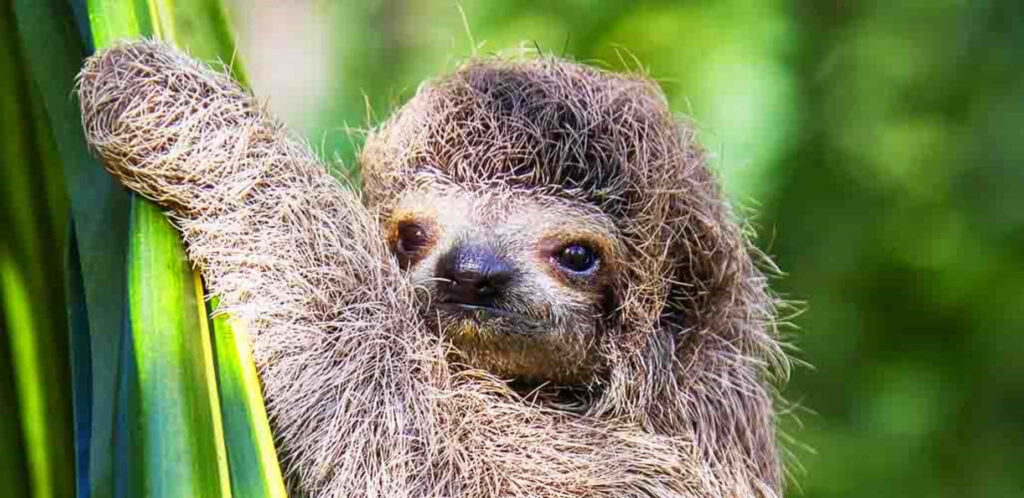 Adorable Sloth Amidst Lush Green Leaves - Nature Wallpaper