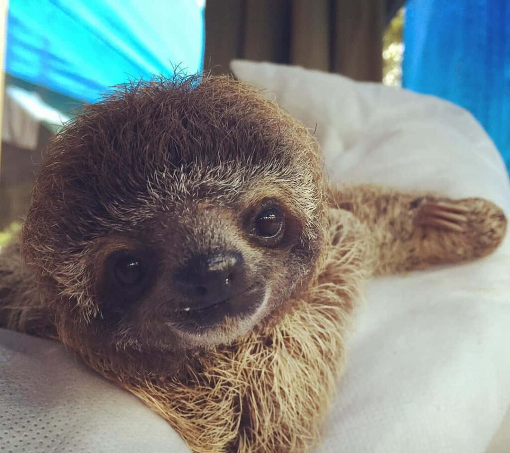 Charming Sloth Wallpaper: Gentle Eyes & Fuzzy Fur Background