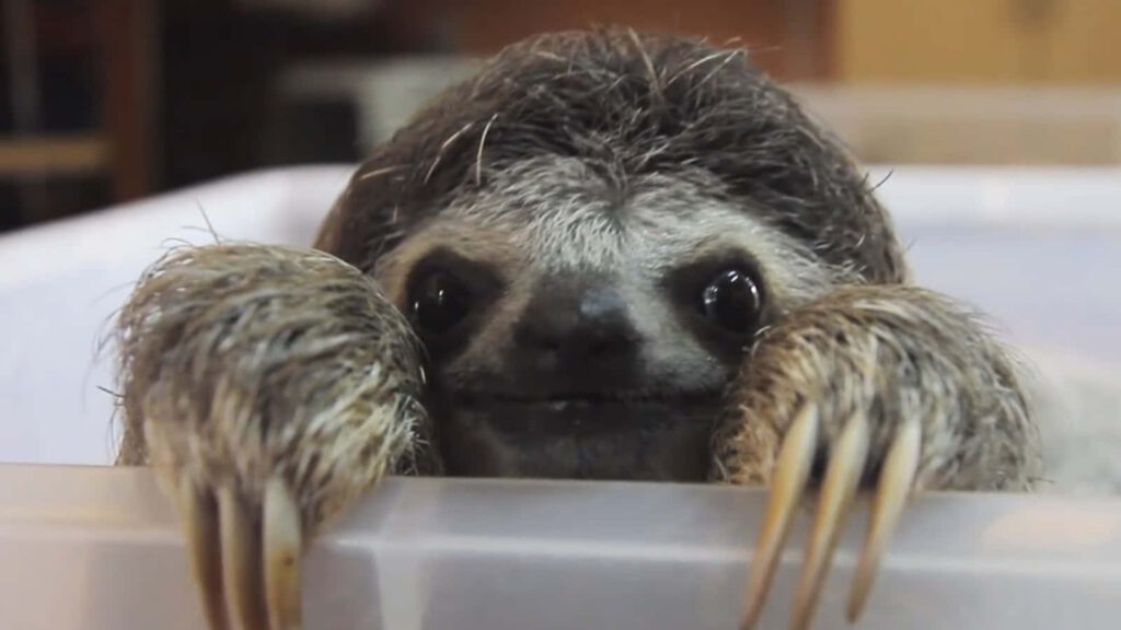 Endearing Sloth Wallpaper: Cute & Relaxing Background Design