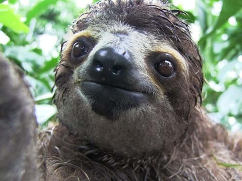 Adorable Sloth Close-Up Wallpaper: Endearing Expression & Green Background