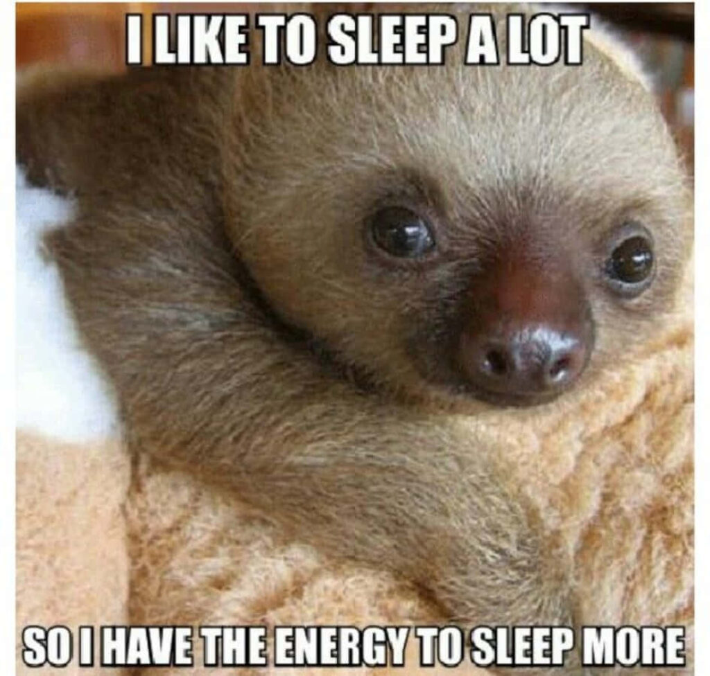 Cozy Sloth Wallpaper: Embrace the Sleepy Vibes!