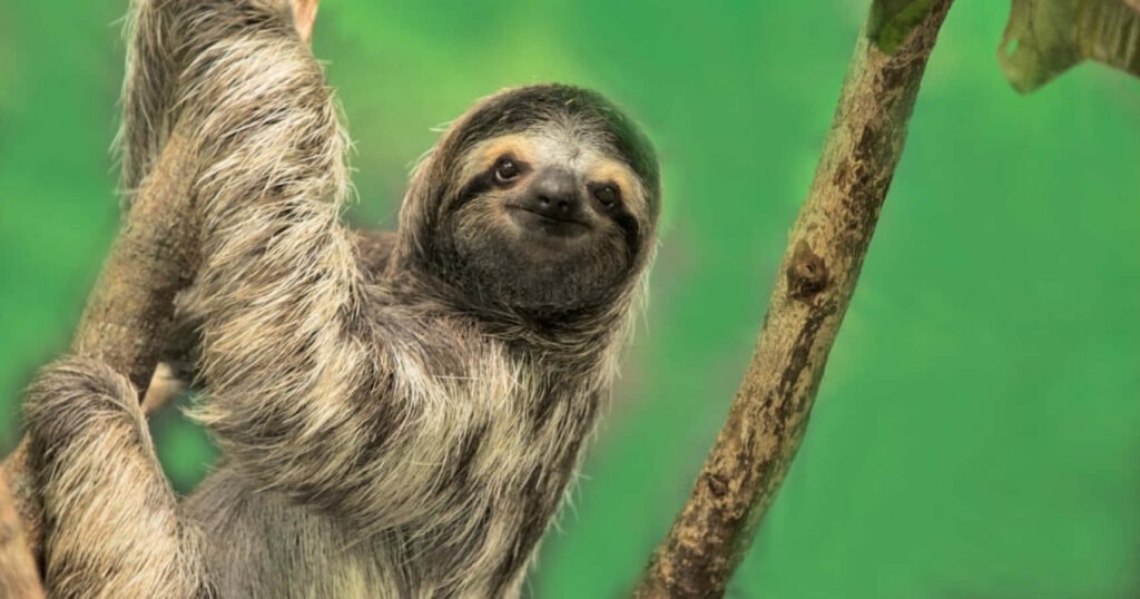 Adorable Sloth Wallpaper: Playful Tree Scene on Vibrant Green Background