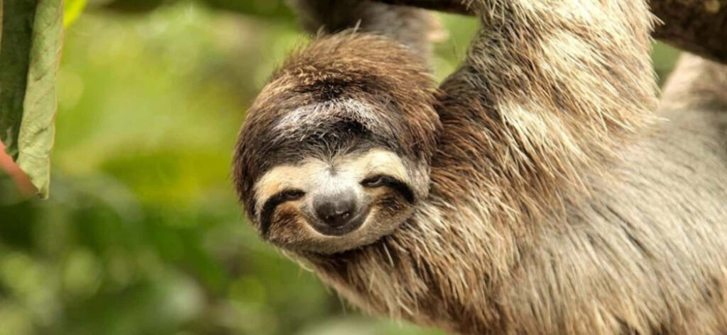 Charming Sloth Wallpaper: Relaxed Smile in Lush Green Serenity