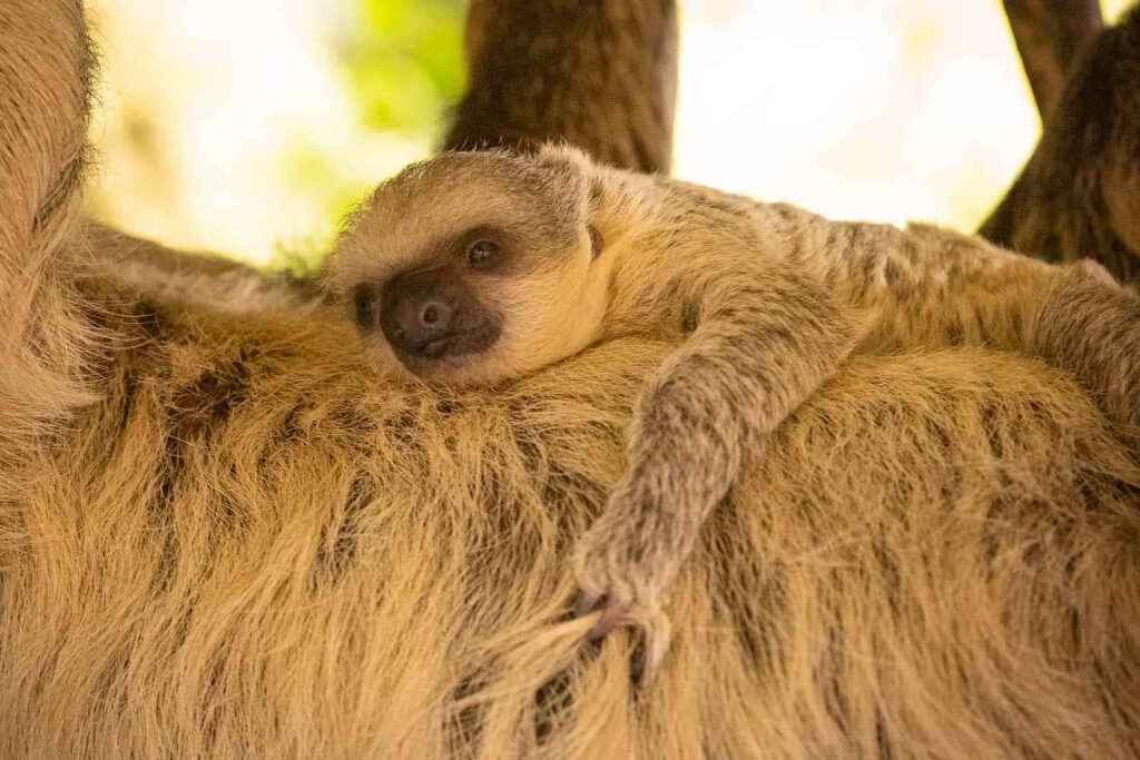 Relaxing Sloth Wallpaper: Tranquil Nature Background for Calm Vibes