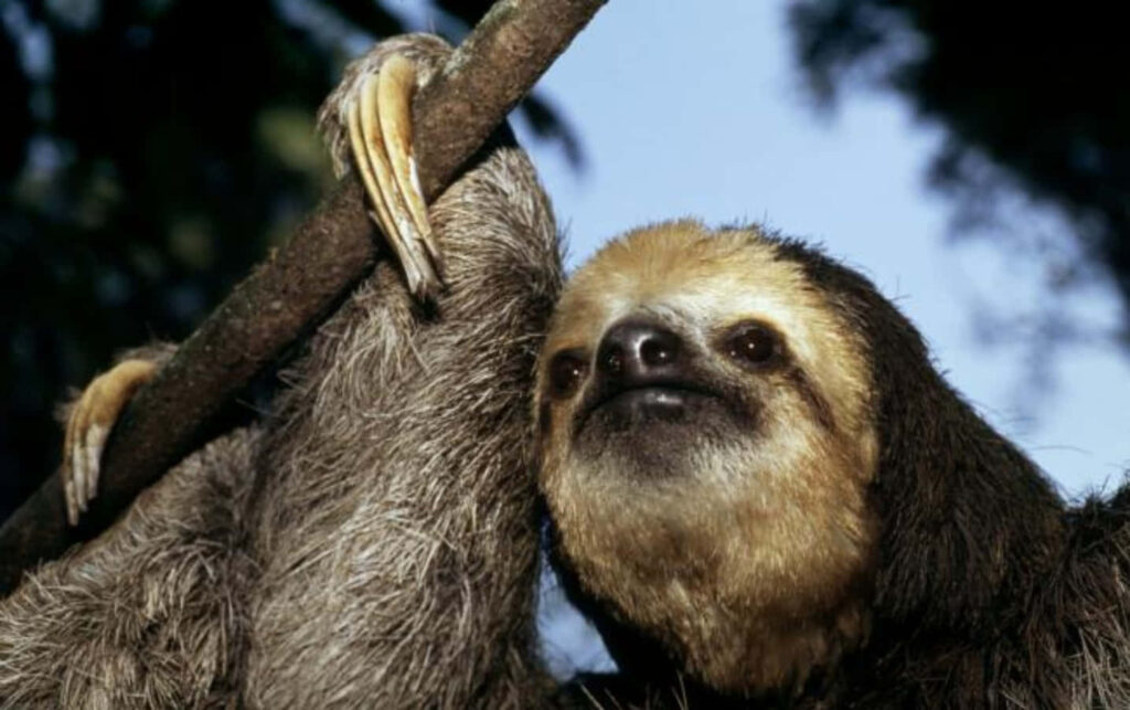 Adorable Sloth Wallpaper: Cute Tree Branch Scene in Forest Background