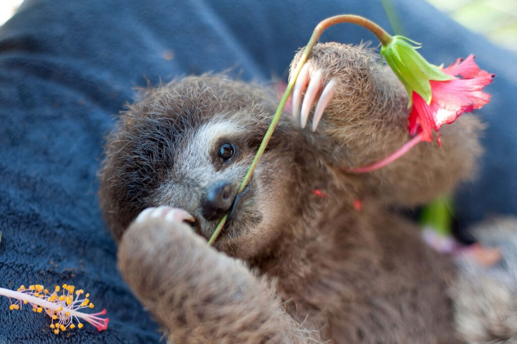 Adorable Sloth with Red Flower - Charming Wallpaper Background