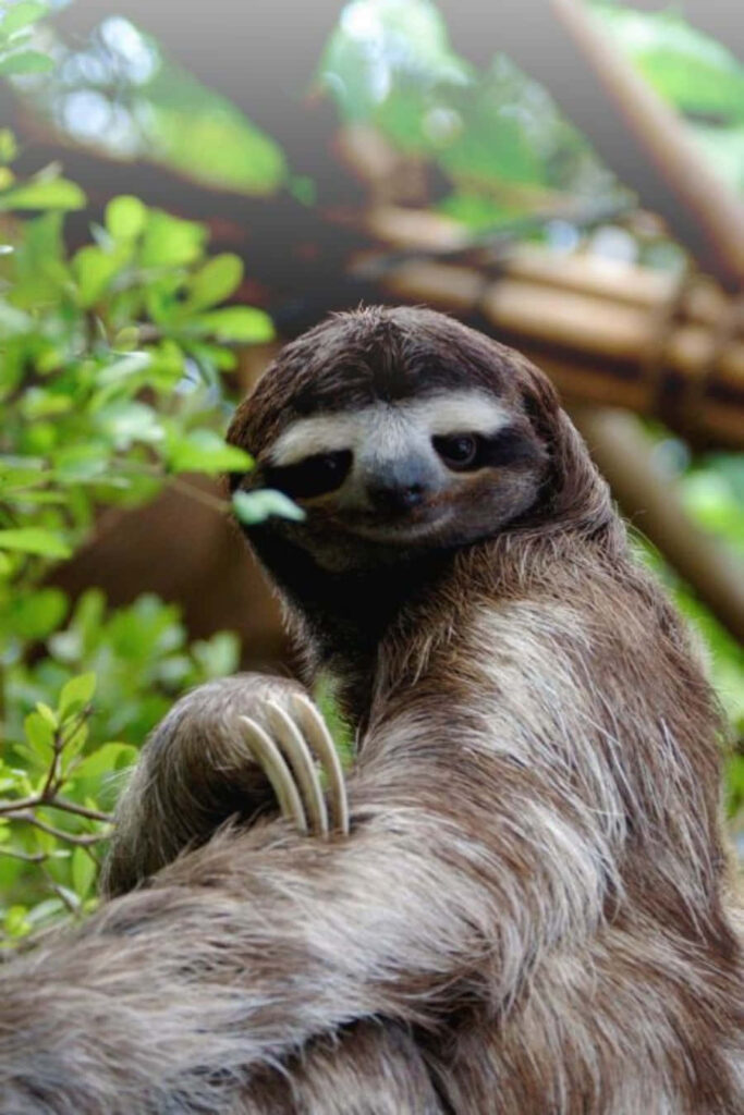 Adorable Sloth Among Lush Greenery: A Whimsical Nature Scene Wallpaper