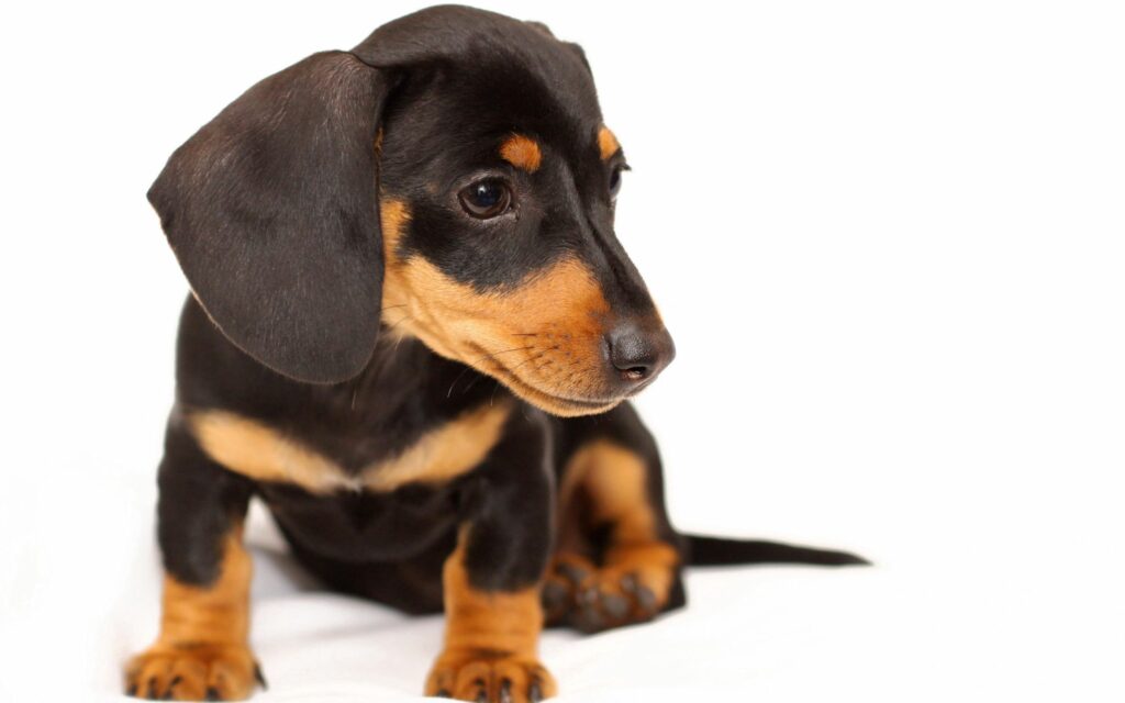 Charming Puppy Wallpaper: Floppy Ears & Sweet Expression