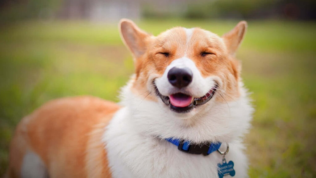 Charming Corgi Wallpaper: Joyful Dog on Lush Green Background