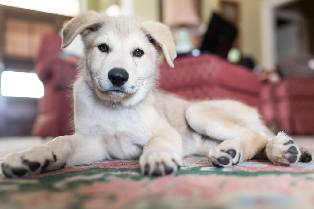 Adorable Smooth-Coated Puppy on Cozy Carpet - Charming Wallpaper