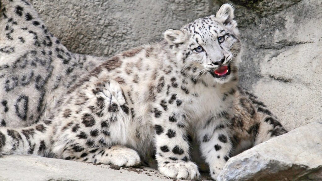 Charming Snow Leopard Cub Wallpaper - Serene 1920x1080 Background