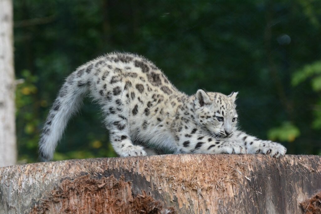 Snow Leopard Cub Wallpaper: Adorable and Graceful in Nature