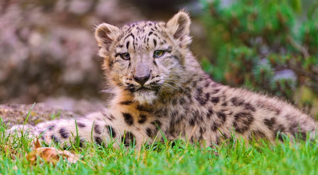 Adorable Snow Leopard Cub Wallpaper in Lush Green Grass - High Res