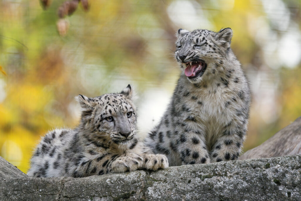 Adorable Snow Leopard Cubs Resting on a Rock in Vibrant Nature Wallpaper