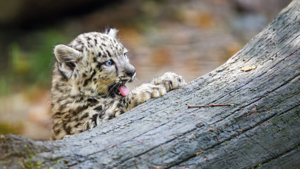 Adorable Snow Leopard Kitten Playfully Posing on a Log Wallpaper