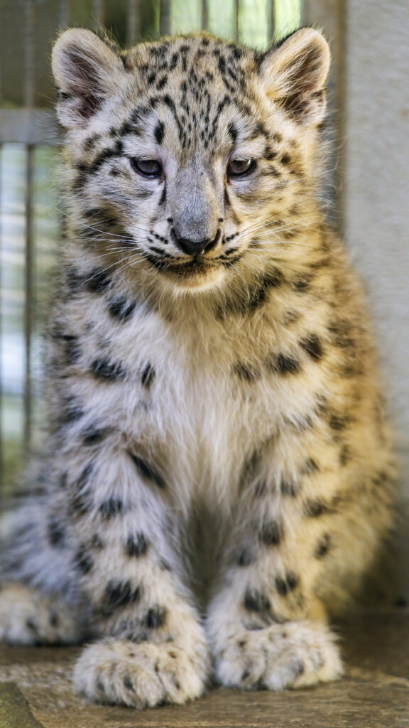 Adorable Snow Leopard Kitten Wallpaper: Cute Yet Formidable