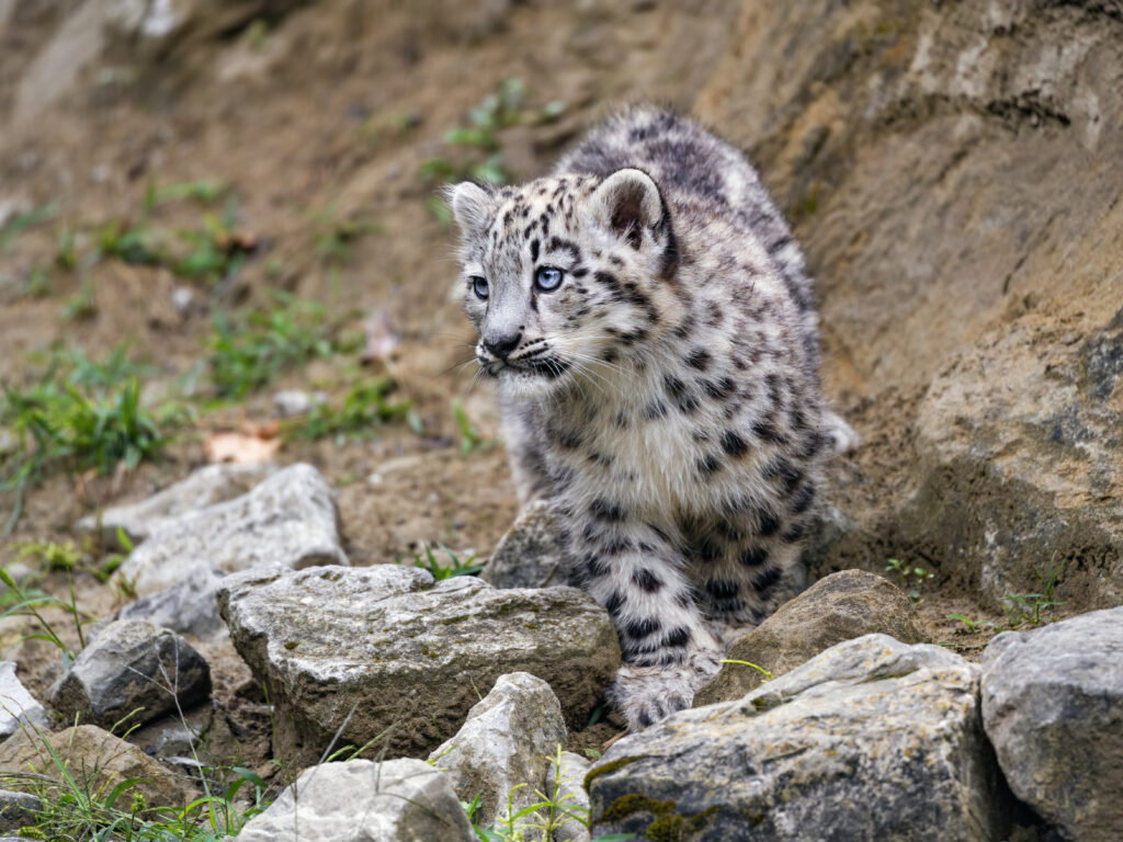 Adorable Snow Leopard Kitten Exploring Rocky Terrain Wallpaper