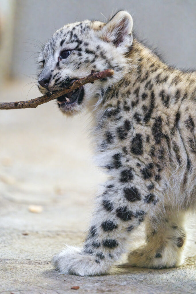 Adorable Snow Leopard Kitten Playfully Chewing on Branch Wallpaper