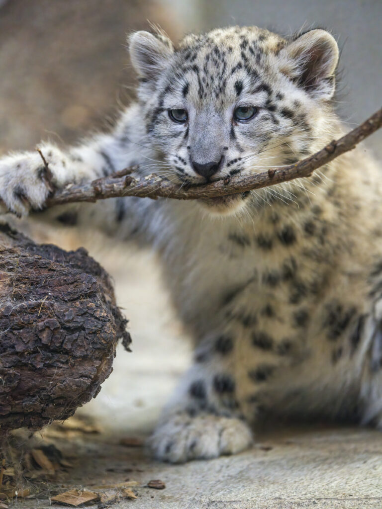Playful Snow Leopard Kitten Wallpaper - Adorable Irbis in Action