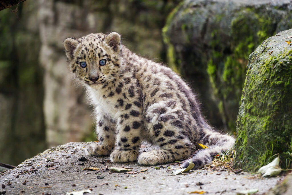 Snow Leopard Kitten Wallpaper: Innocence on Stone Surface