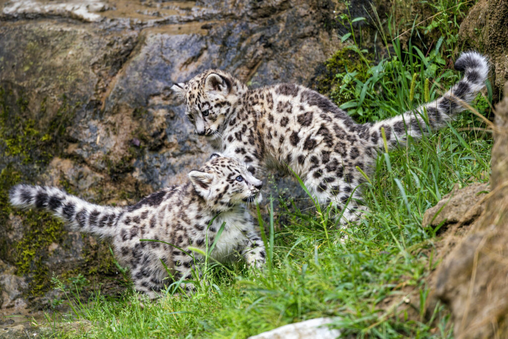 Adorable Irbis Kittens Play in Lush Greenery - Nature Wallpaper