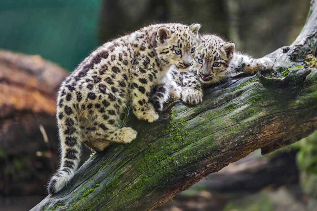 Adorable Snow Leopard Kittens on Moss-Covered Log - Serene Background Wallpaper