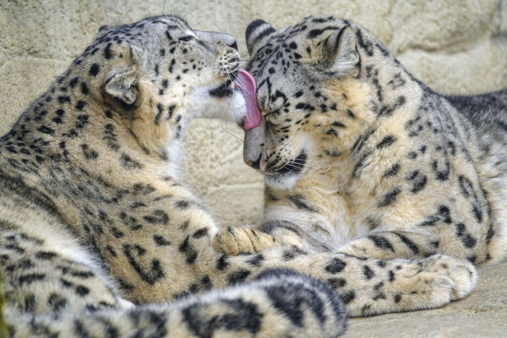 Adorable Snow Leopards Playfully Interact - High-Resolution Wallpaper
