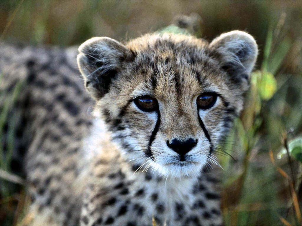 Adorable South African Baby Cheetah Wallpaper with Soft Fur & Wild Essence
