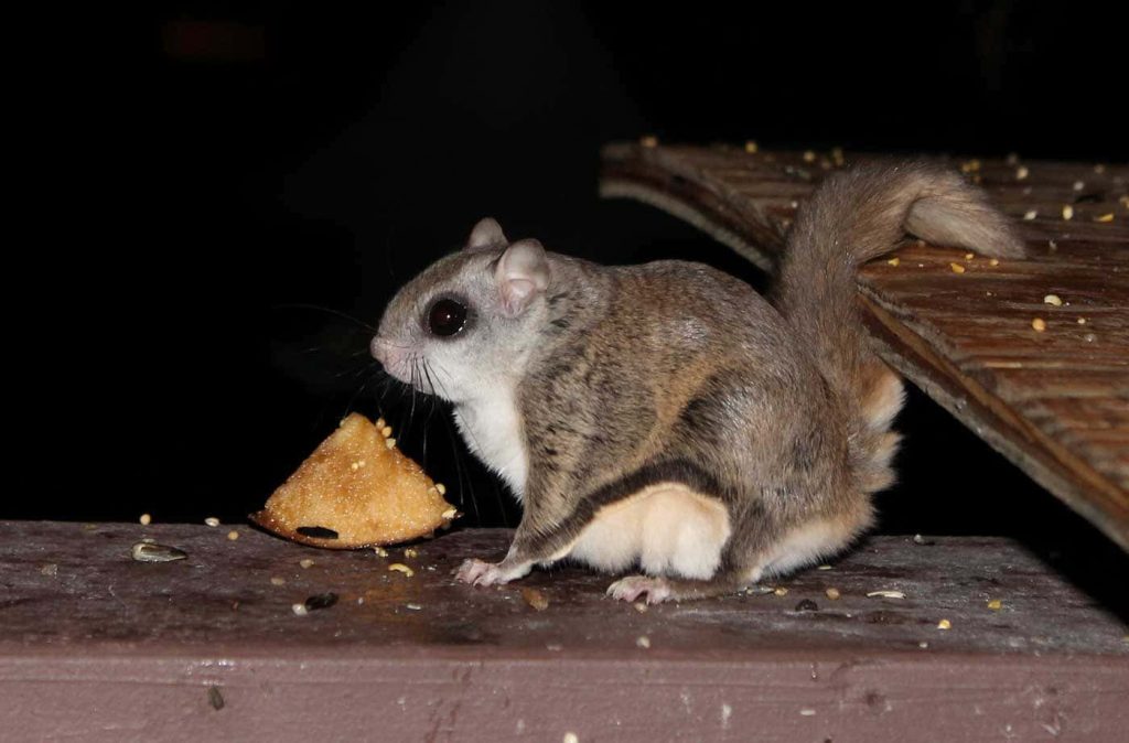 Southern Flying Squirrel with large eyes eating snack at night detailed wildlife photo wallpaper