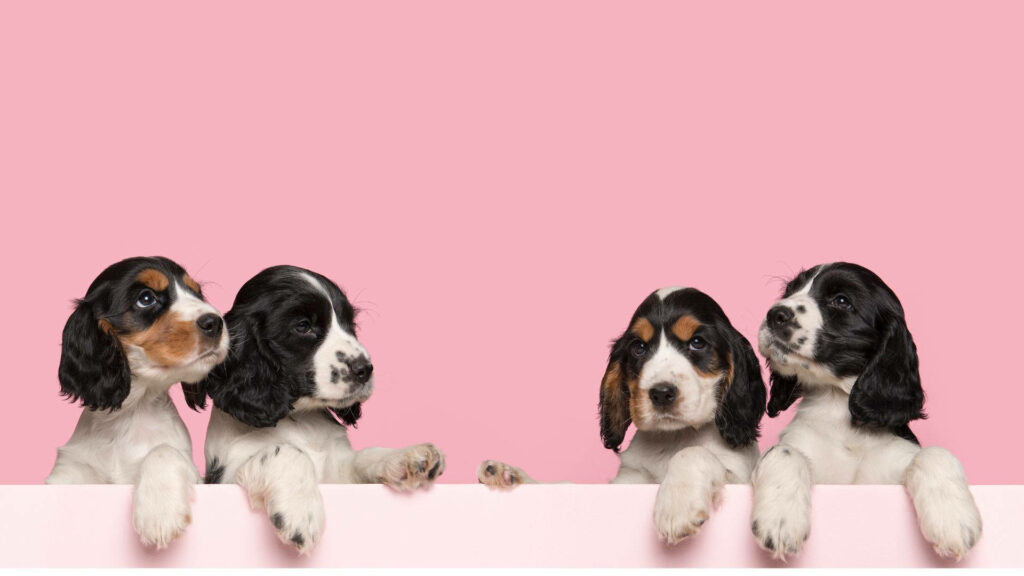 Adorable Spaniel Puppies on Soft Pink Wallpaper - Cheerful Home Decor