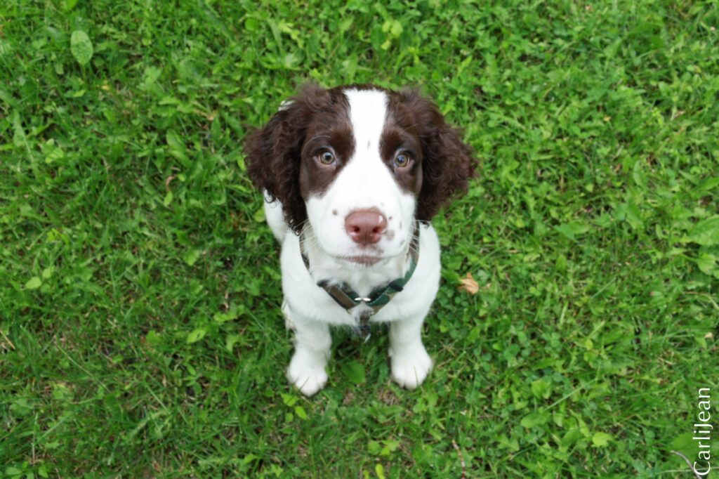 Adorable Spaniel Puppy on Green Grass - Cute Wallpaper Background