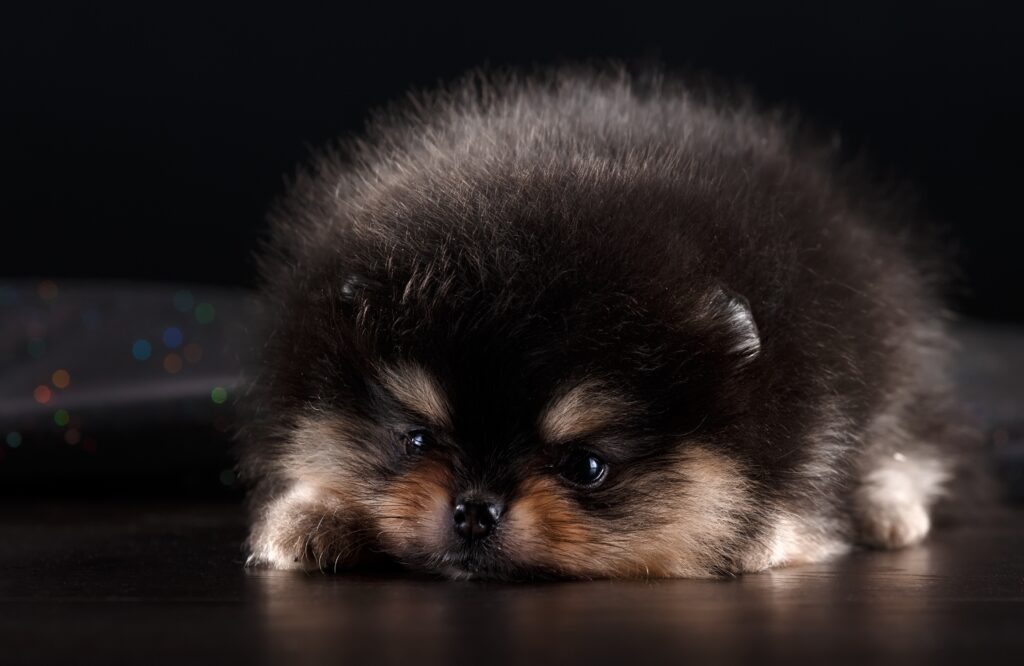 Charming Spitz Puppy Wallpaper: Fluffy Fur on Dark Background