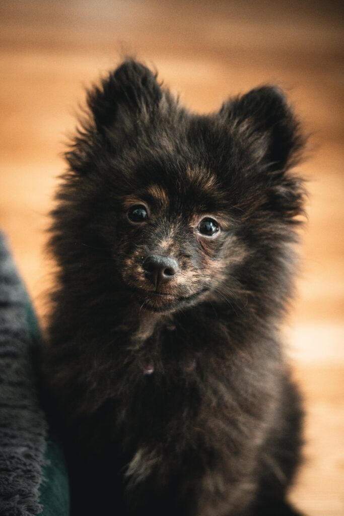 Adorable Spitz Puppy Wallpaper: Fluffy, Cute, and Charming Background