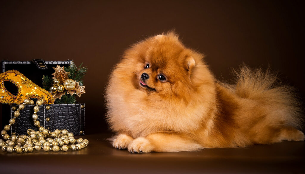 Spitz Puppy & Decorative Casket: Cozy Brown Background Delight Wallpaper