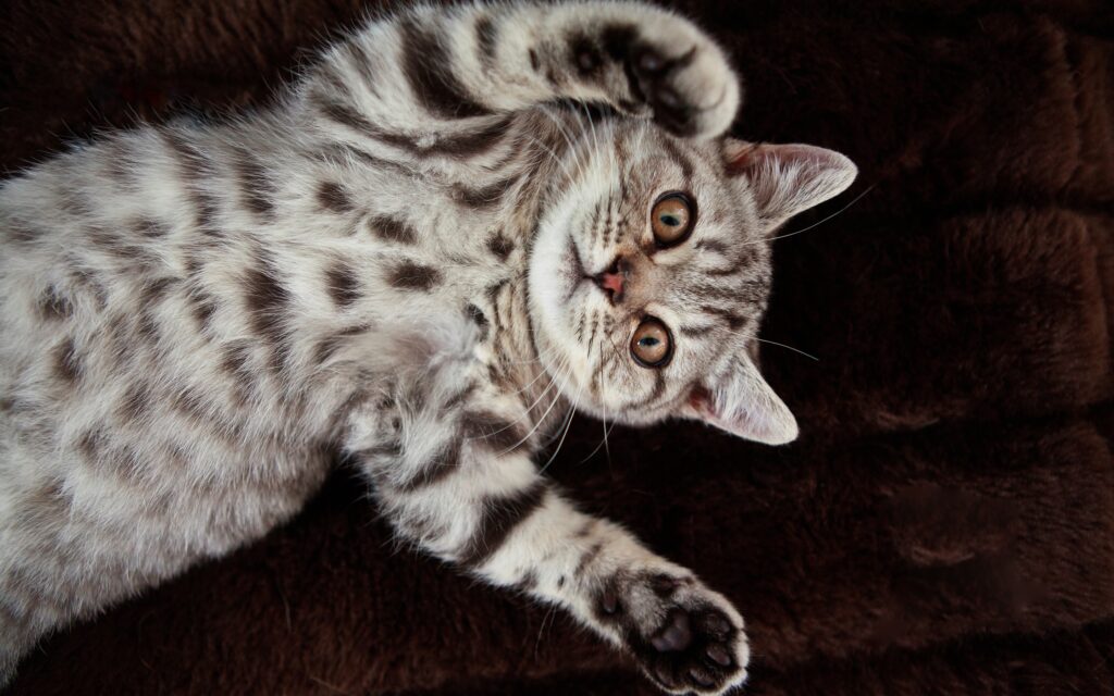 Adorable Spotted Cat Lying on Back - Perfect Wallpaper for Cat Lovers