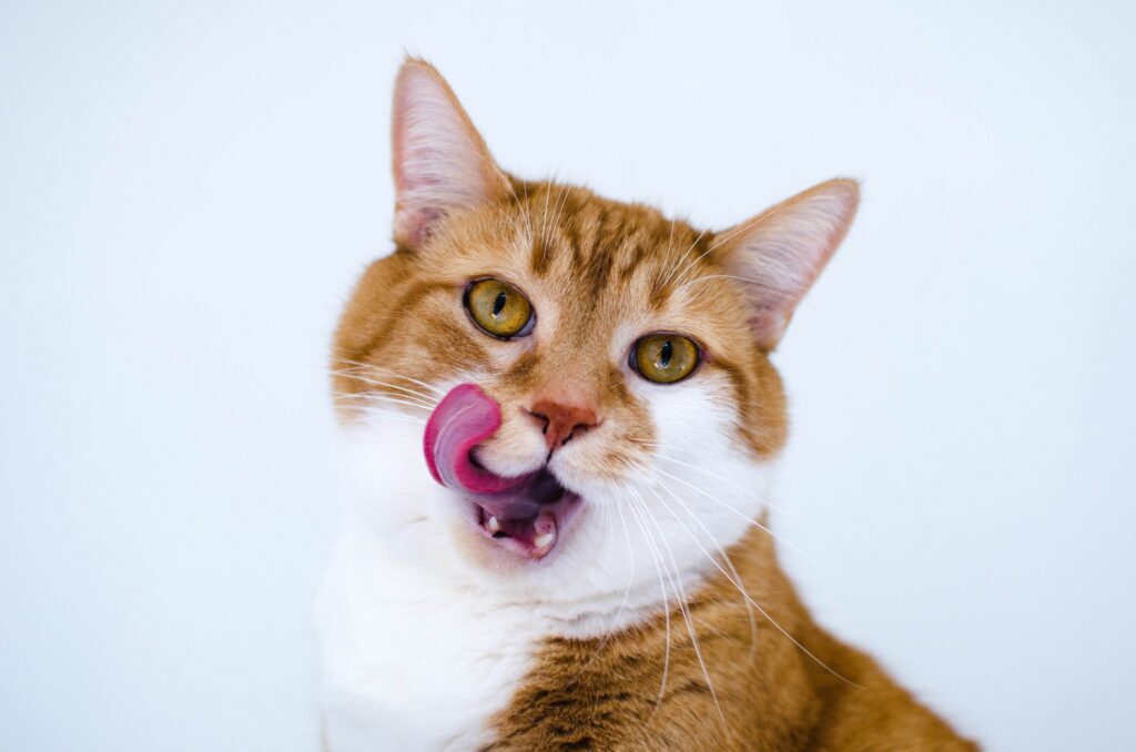 Charming Spotted Cat Playfully Licking Muzzle - Cat Lover's Wallpaper