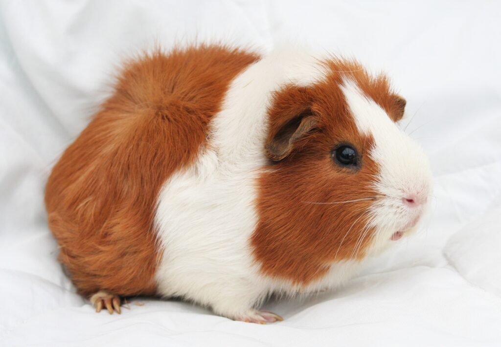 Cute Spotted Guinea Pig Wallpaper: Soft Fur & Gentle Expression