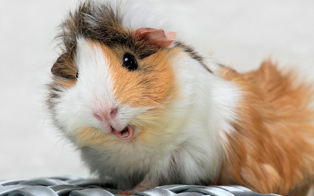 Adorable Spotted Guinea Pig Wallpaper: Colorful, Charming Background