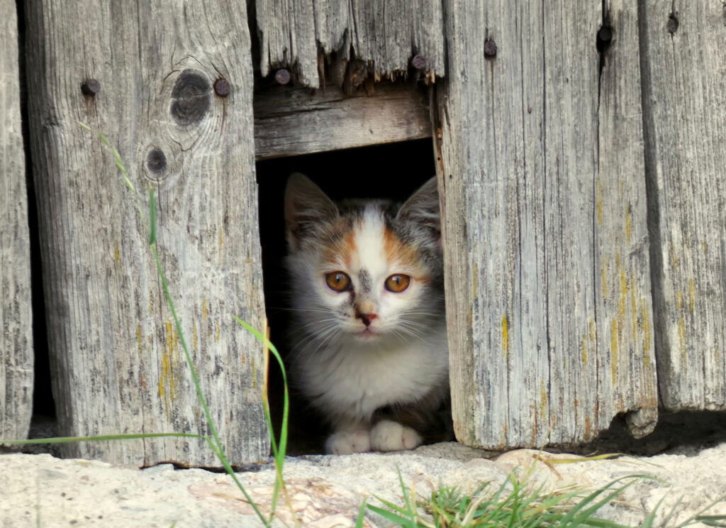 Adorable Spotted Kitten Peeking Through Rustic Wooden Fence Wallpaper