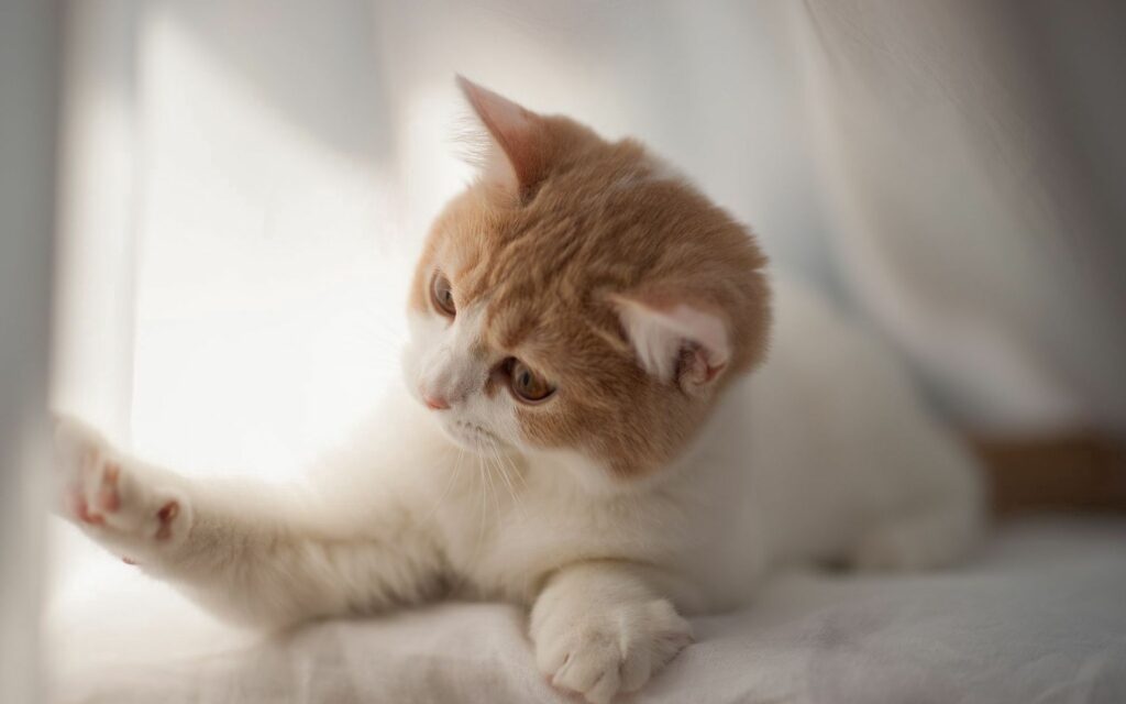 Playful Kitten with Spotted Coat: Warm HD Wallpaper Background