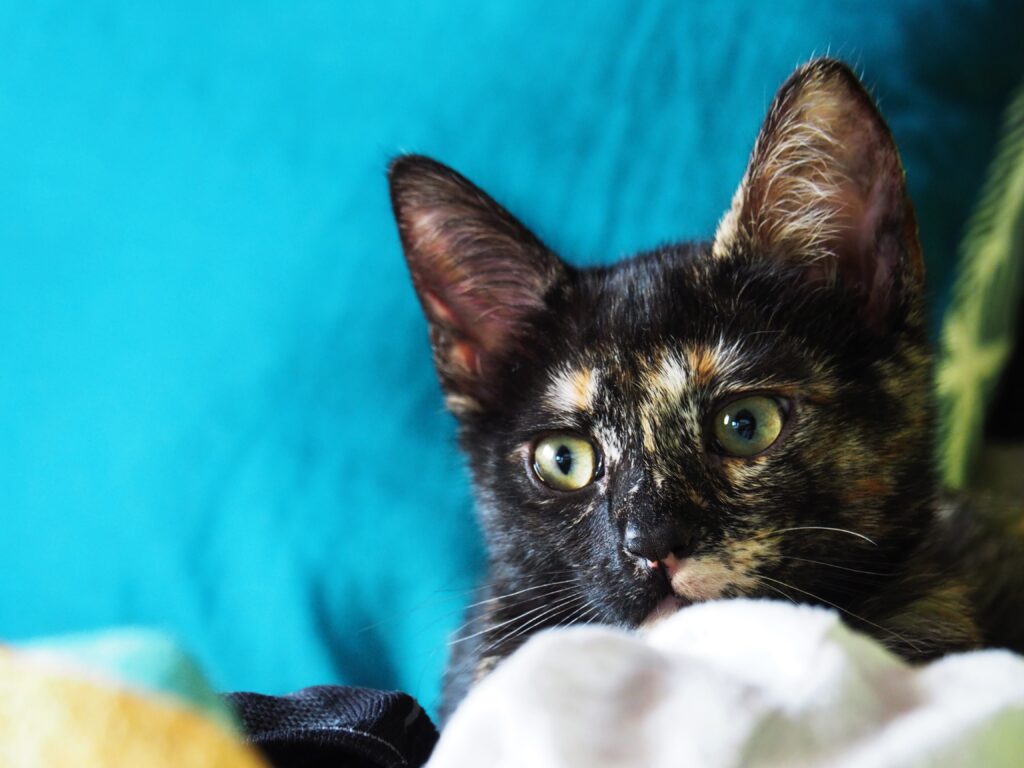 Adorable Spotted Kitten Wallpaper on Vibrant Turquoise Background