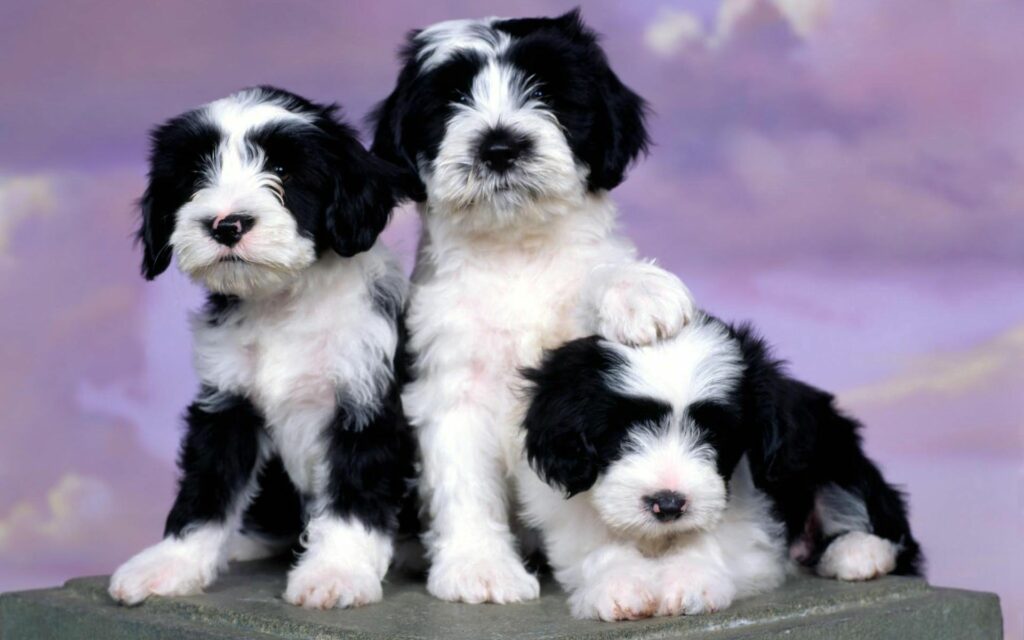 Adorable Spotted Puppies on Soft Pastel Background - Cute Wallpaper